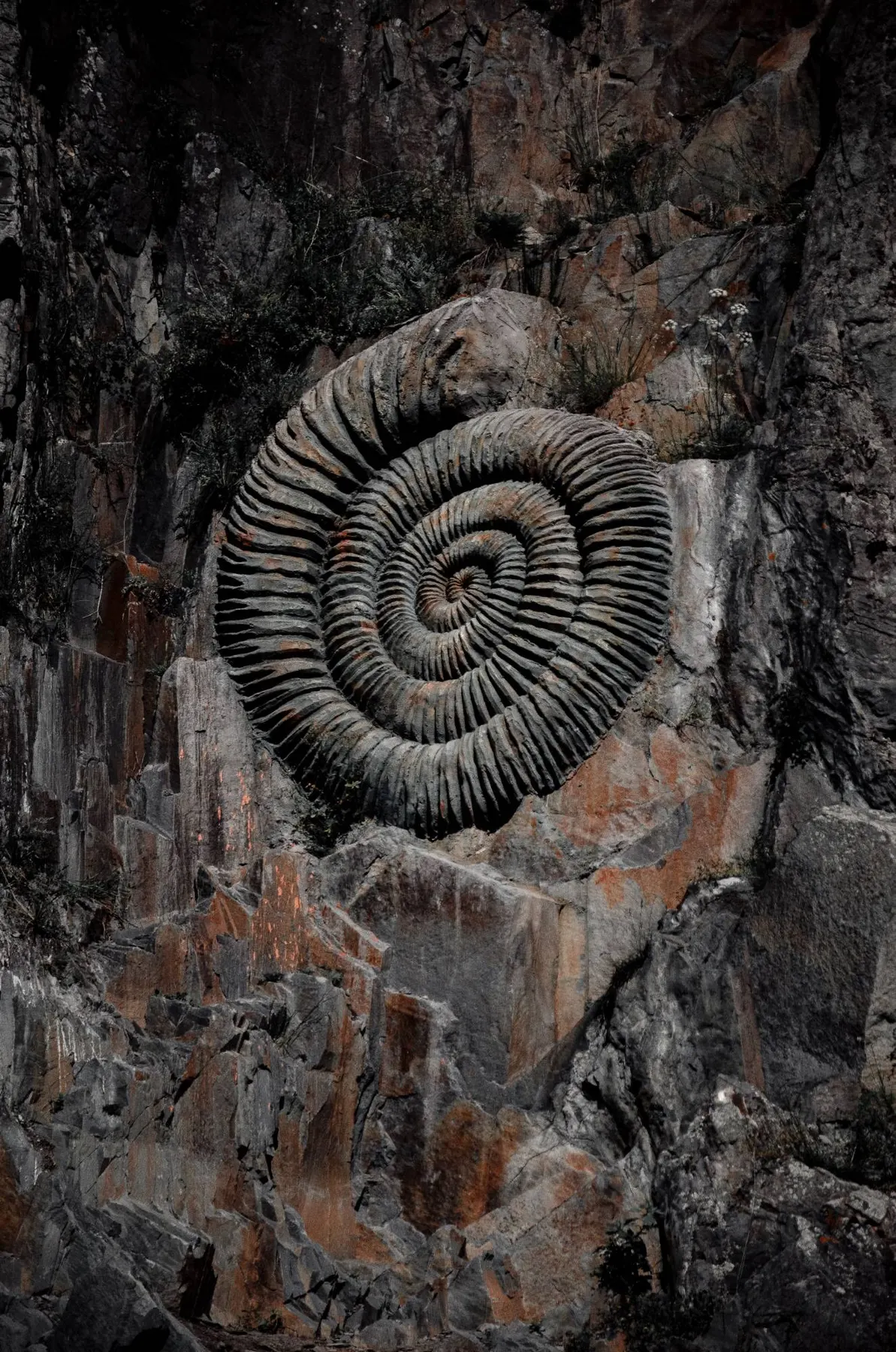 Qaya divarında iri spiral ammonit
