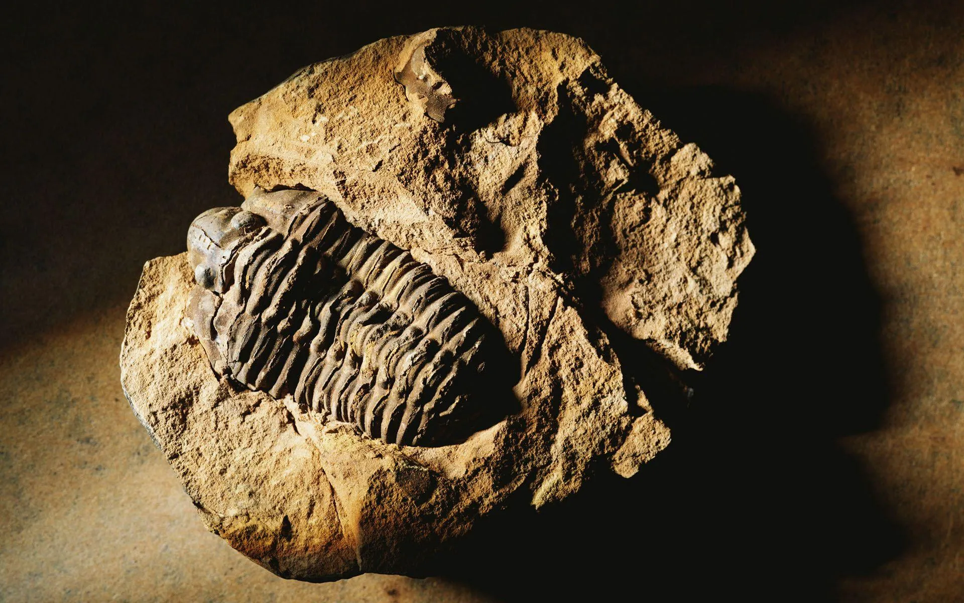 Trilobit