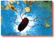 Escherichia coli bir milyard il əvvəlki nümunələri ilə eynidir. Bu uzun zaman ərzində baş verən mutasiyalar canlıda quru