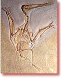 Pterodactylus khoci növünə aid uçan sürünən fosili. Bavyera bölgəsində tapılan nümunənin 240 milyon yaşındadır.