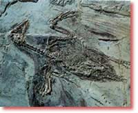 Archaeopteryxlə eyni dövrdə yaşamış Confudusornis, dövrümüşdə yaşayan quşlarala cox oxşarlıqları var.