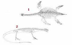 1- Ən qədim Plesiosaur-un skeleti Eosen dövrünə aid ən qədim balinalardan biri Zigorhiza 1- Eosen dövrünə aid ən qədim b