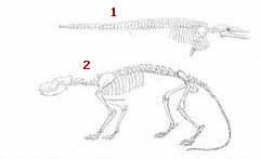 1- Ən qədim Plesiosaur-un skeleti Eosen dövrünə aid ən qədim balinalardan biri Zigorhiza 1- Eosen dövrünə aid ən qədim b