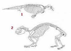 Miosen dövrünə aid ən qədim suiti skeleti Təkamülçülərin suitinin quruda yaşayan ən yaxın əcdadı qəbul etdiyi məməli Cyn