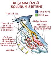Quşlara xas tənəfüs sistemi: Nəfəs alarkən: Quşun nəfəs borusundan içəri girən təmiz hava, həm ağciyərə həm də ağciyərin
