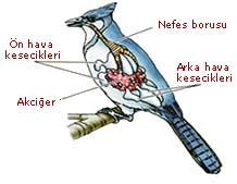 Quşlara xas tənəfüs sistemi: Nəfəs alarkən: Quşun nəfəs borusundan içəri girən təmiz hava, həm ağciyərə həm də ağciyərin