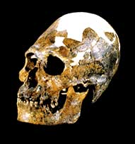 Fosilləri tapan Alan Thorn və Filip Macumber, bu fosillərin Homo sapiens kəllə sümüyü olduğunu qeyd etmişlər.Ancaq bu kə