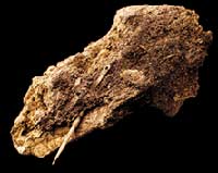 Neandertal insanının dövrümüzdən on minlərlə il əvvəl geyinməyi bilmələrini göstərən maraqlı fosil: 26 min illik iynə.(