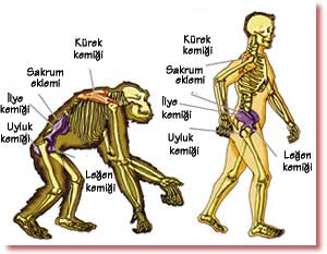 İnsan skeleti dik yeriməyə uyğun olaraq yaradılmışdır. Meymun skeleti isə önə əyilmiş quruluşu, qısa ayaqları və uzun qo
