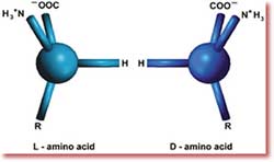 Eyni amino asitin sol əlli (L) və sağ əlli ( D) izomerləri.Canlılardakı zülallar sadəcə sol əlli amino asitlərdən ibarət