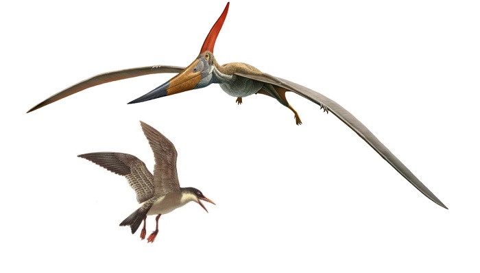 pteranodon