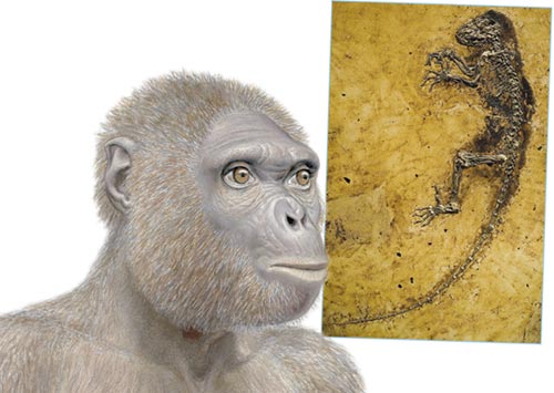 Bir lemur fosilinin və bir bonobo meymununun darvinist mediada insanın əcdadı kimi göstərilə bilməsi olduqca heyrətləndiricidir. Darvinistlər bu utanc verici təbliğatdan ötrü üzr istəmək məcburiyyətində qalmışdırlar.