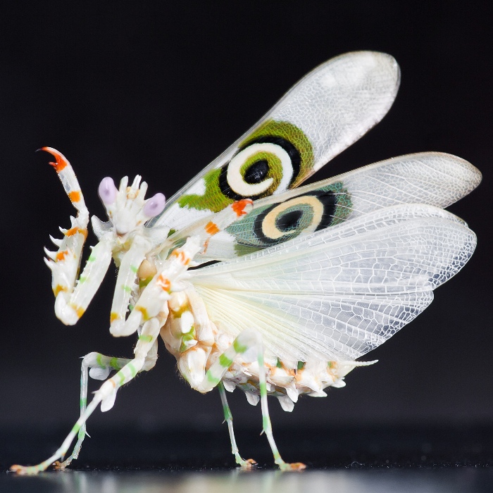 mantis