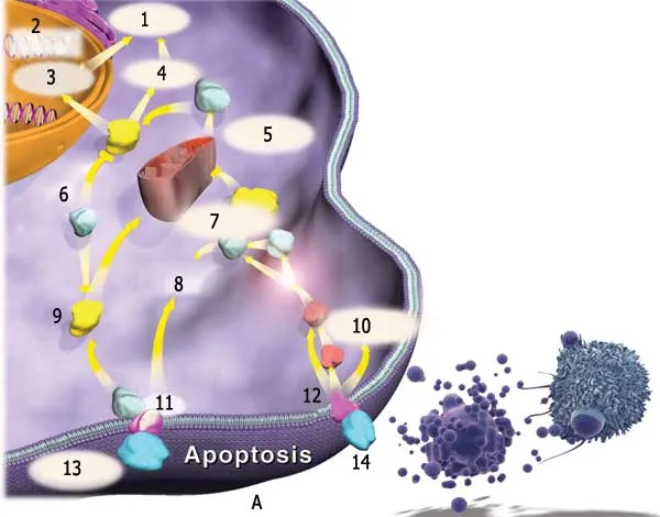 1. Hüceyrə ölümü 2. Nüvə funksiyası 3. DNT parçalanması 4. Hüceyrə mayesi substratları 5. Apoptozun aşkarlanması 6. Fermentləri bloklayan 7. Mitoxondri 8. Fosfo