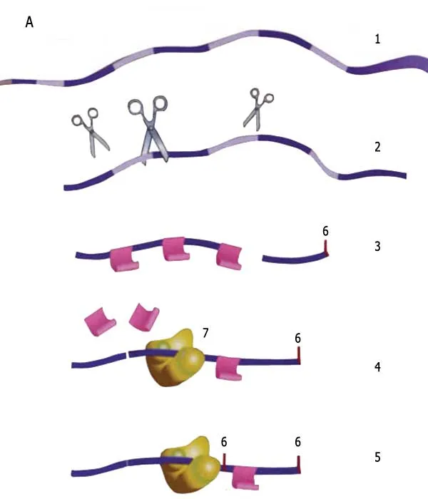 Hüceyrə DNT-dəki pozulmada necə həyəcan siqnalı verir? 1. RNT genomun hamısını köçürür. 2. İntronlar aradan çıxarılır. 3. Yalnız ekzonlar bir yerdə qalacaq şəki