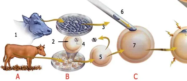 1. Klonlanacaq heyvandan hüceyrənin götürülməsi 2. Oosit 3. Donor nüvə hüceyrələri 4. Nüvədə 2-ci metafaza 5. Nüvəsiz yumurta 6. Hüceyrənin yeridilməsi 7. Sitop