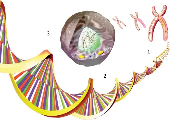 1 – xromosomlar, 2 – DNT molekulu, 3 – hüceyrə nüvəsi. Hüceyrənin nüvəsindəki DNT spiral quruluşa malikdir. Bu spiral quruluş açıldıqda DNT nazik, uzun bir zola
