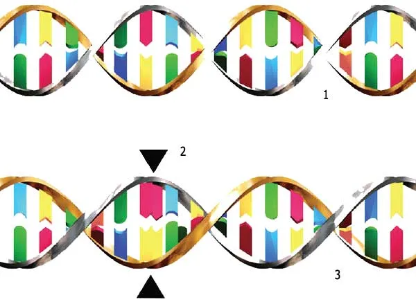 1. Sağlam DNT spiralı 2. Mutasiya nəticəsində artıq köçürülmüş nukleotidlər 3. Xətalı DNT spiralı. DNT xətalı şəkildə köçürüldükdə canlıda müxtəlif xəstəliklərə