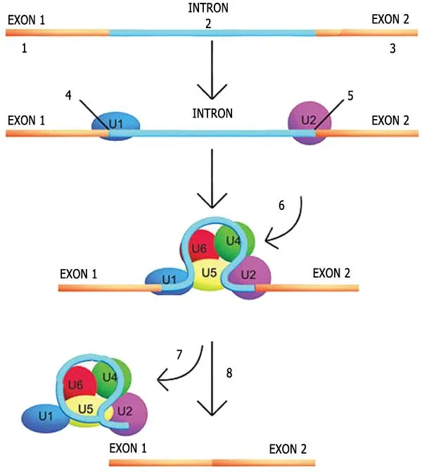dna