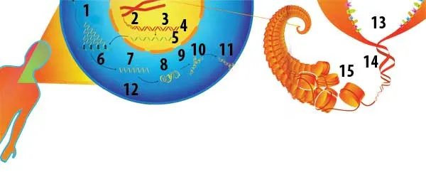 1 – Yeni tərcümə olunmuş zülallar, 2 – Xromosom, 3 – Nüvə, 4 – DNT, 5 – mRNT, 6 – Ribosomlar, 7 – Qatlanmamış zülal, 8 – Qismən qatlanmış zülal, 9 – Məsamə, 10 