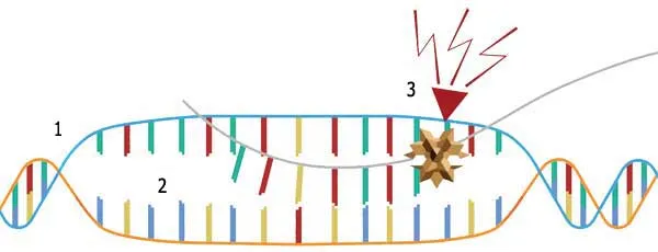 1 – DNT spiralı, 2 – Qopan, qırılan DNT hissələri, 3 – Mutasiya. İnsanlar üzərində müşahidə edilən bütün mutasiyalar zərərlidir. Çünki canlı DNT-si çox mürəkkəb