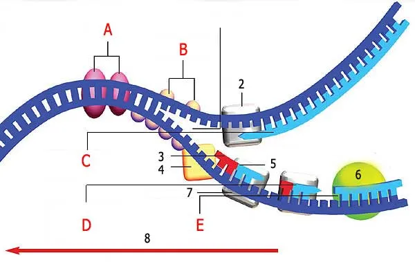 dna kopyalama