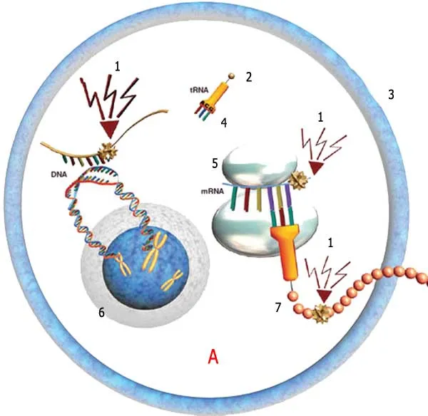 1. Mutasiya 2. Amin turşusu 3. Hüceyrə membranı 4. Antikodon 5. Ribosom 6. Hüceyrə nüvəsi 7. Pozulmuş amin turşusu. A. MUTASİYA = DNT-NİN POZULMASI = XƏSTƏLİK/Ş