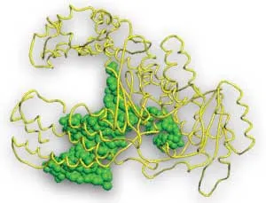 DNA polimeraz