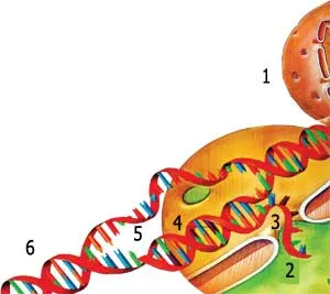 1 – Nüvə, 2 – mRNT nüvə məsaməsindən çıxır, 3 – nüvə məsaməsi, 4 – nukleotid, 5 – DNT spiralı ikiyə ayrılır, 6 – DNT spiralı. DNT və RNT molekullarının hüceyrə 