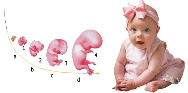 Embrionda orqan və orqan sistemlərinin inkişafı. 1 – Boynun bükülməsi, 2 – Barmaq çıxıntılarının yaranması, 3 – Bükülü qolların və əllərin yaranması, 4 – Embrio