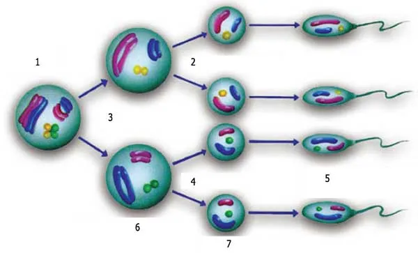 1. Spermatoqoni (46 xromosom) 2. Meyoz bölünmə 3. Mitoz bölünmə 4. Meyoz bölünmə 5. Spermlər (hər birində 23 xromosom) 6. Birincili spermatosit (46 xromosom) 7.