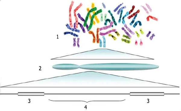 1. Genom 2. Xromosom 3. Gen 4. Genlərarası bölgə. Gen mühəndisliyi işlərində alimlər Allahın yaratdığı genlər üzərində dəyişikliklər edir və ya onları Allahın y