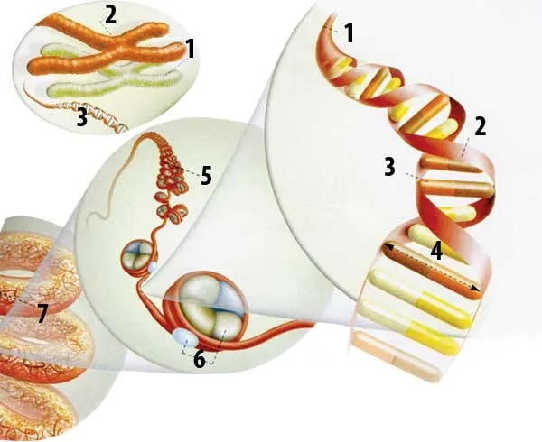 Yuxarı solda: 1 – Xromosom, 2 – Sentromer, DNT 3 – Xromosomlar. 1 – DNT molekulu, 2 – DNT ikiqat spiralı, 3 – Əsas, 4 – 2 nm, 5 – Qıvrımlar, 6 – Histon, 7 – Spi
