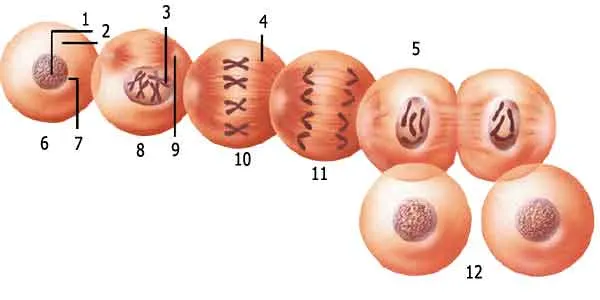 Mitoz bölünmə. 1. Xromatin 2. Hüceyrə 3. Xromosom 4. Mikroborucuq 5. Telofaza 6. İnterfaza 7. Nüvə 8. Profaza 9. Sentriol 10. Metafaza 11. Anafaza 12. İnterfaza