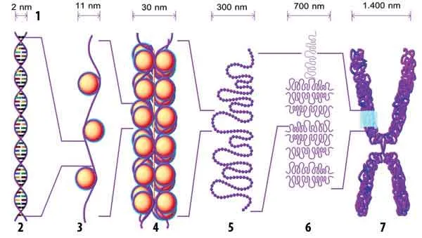 1 – nm: nanometr (millimetrin milyonda biri), 2 – DNT spiralı, 3 – nukleosomu təşkil edən histonlar və DNT zənciri, 4 – qablaşdırılmış nukleosom, 5 – xromosom k