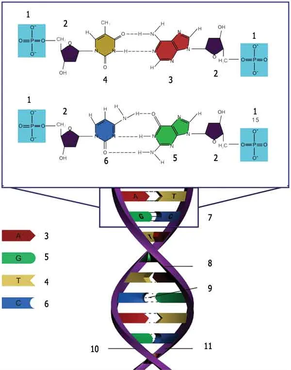 1. Fosfat qrupu 2. Dezoksiriboza 3. Adenin 4. Timin 5. Guanin 6. Sitozin 7. Nukleotidlər 8. Fosfat və şəkər qrupu 9. Hidrogen rabitəsi 10. Spiral 1 11. Spiral 2