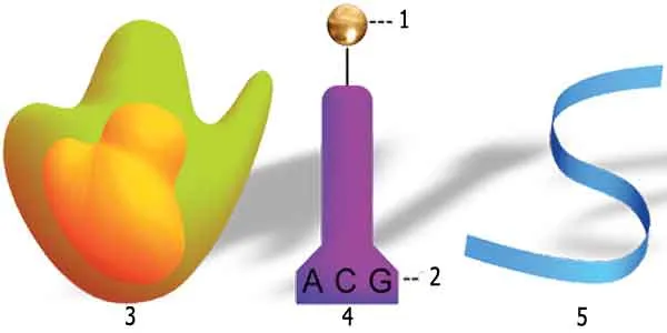 1- Amino asit, 2- Anti kodon, 3- rRNA, 4- tRNA, 5- mRNA.