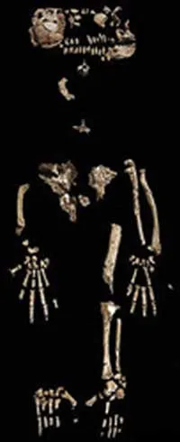 Ardi fosili kemikleri