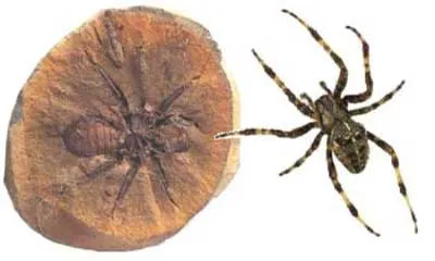 355-295 milyon illik hörümçək fosili.