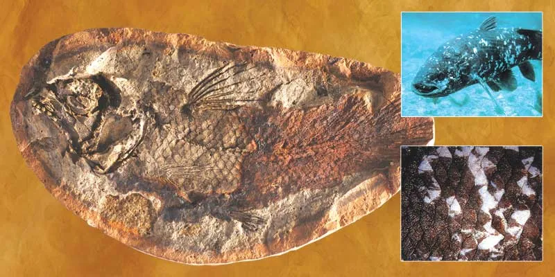 240 milyon illik selakant fosili Madaqaskarda tapılmışdır. Şəkildəki fosildə selakantın pulcuqlarının belə çox təfsilatlı şəkildə fosilləşdiyi görünür. Yanda is