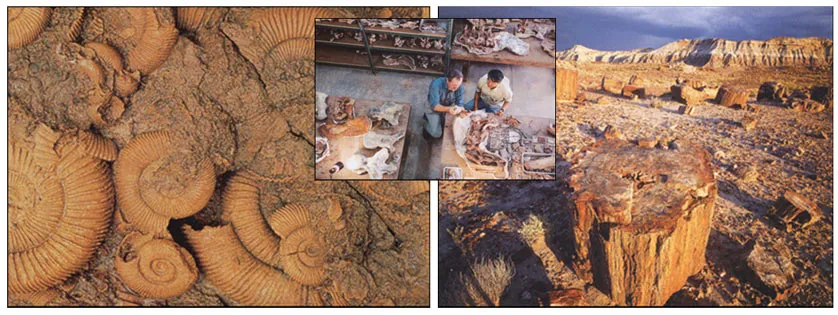 Trias dövrünün fosilləri üzərində tədqiqat aparan alimlər. Trias dövrü bitkilərinə aid ən məşhur tapıntılardan biri də Arizonada tapılan daşlaşmış fosil meşəsid