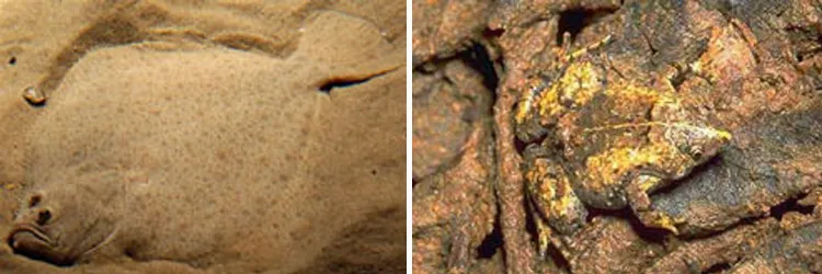 Left: Flat Fish Right: Frogs (palmate to paradoxophyl)