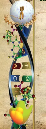 Mutations add no new information to an organism's DNA: As a result of mutations, the particles making up the genetic information are either torn from their plac