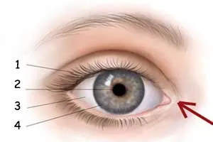 1. Eyelid 2. Pupil 3. Sclera 4. iris İnsan və sprut gözü olduqca bənzər strukturlara sahibdirlər. Ancaq hər iki canlı növünün bənzər orqanlara sahib olması, onl