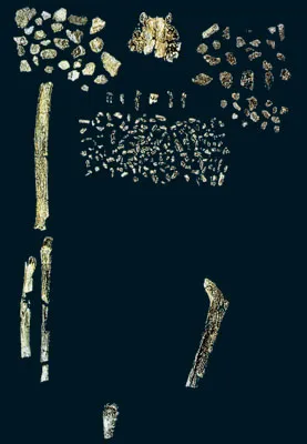homo habilis kemikleri, homohabilis