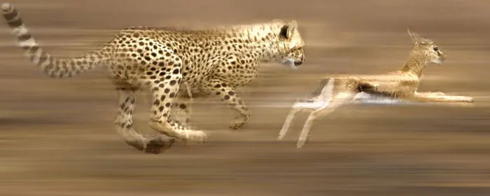 Natural selection serves as a mechanism of eliminating weak individuals within a species. It is a conservative force which preserves the existing species from d