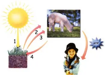 1. energy 2. food 3. oxygen 4. Carbon Dioxide In the microscopic factories of plants, a miraculous transformation takes place. With the energy from the Sun, the