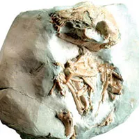 Living Fossils Fossils are proof that evolution never happened. As the fossil record shows, living things came into being in a single moment, with all the chara