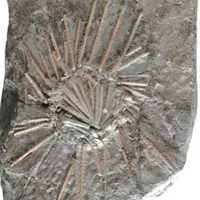 deniz kestanesi, fosil