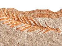 sekoya yaprağı, fosil